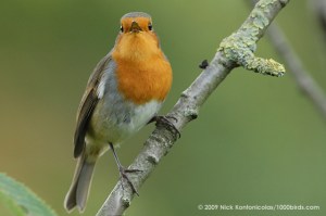 European-Robin77417